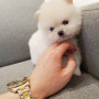 화이트포메라니안 사랑해주세여^^ 포메라니안은 레인독