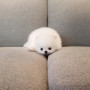 이렇게 요염한 화이트포메 보신적있으신가요?^^