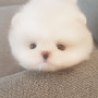 작고 똘망한 우리 포메아가 분양보내여