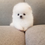 인형같은 외모를 가진 2개월된 포메라니안 아가 분양합니당