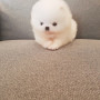 곰돌이같은 아가 포메분양합니당