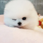 포메라니안 전문 레인독