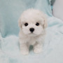 비숑 남매들 분양받을분찾아요~