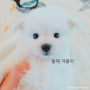 스피츠 다둥이들 분양받을분찾아요~