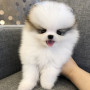 모든행동이 귀엽고 이쁜 애기 포메 분양보내용