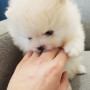미니사이즈 크림포메아기 사랑으로 키워주세여