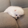 화이트포메아기 잠시 쉬다갈게여^^