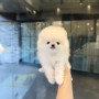 2달된 포메아가 이쁘게 키워주실분 연락주세욤