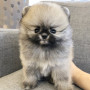 귀여운 세이블포메라니안 입양하실분 찾아여