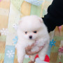 포메라니안