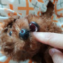 에프리푸들 분양